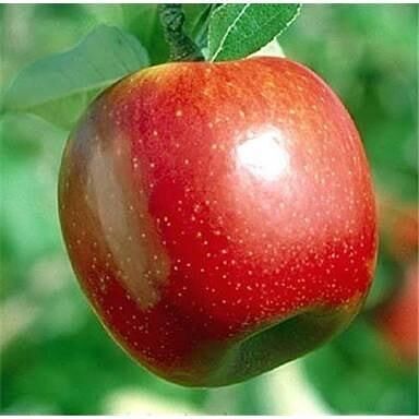 5 Yaş, Aşılı Elma Fidanı SUMMER RED, Torbada