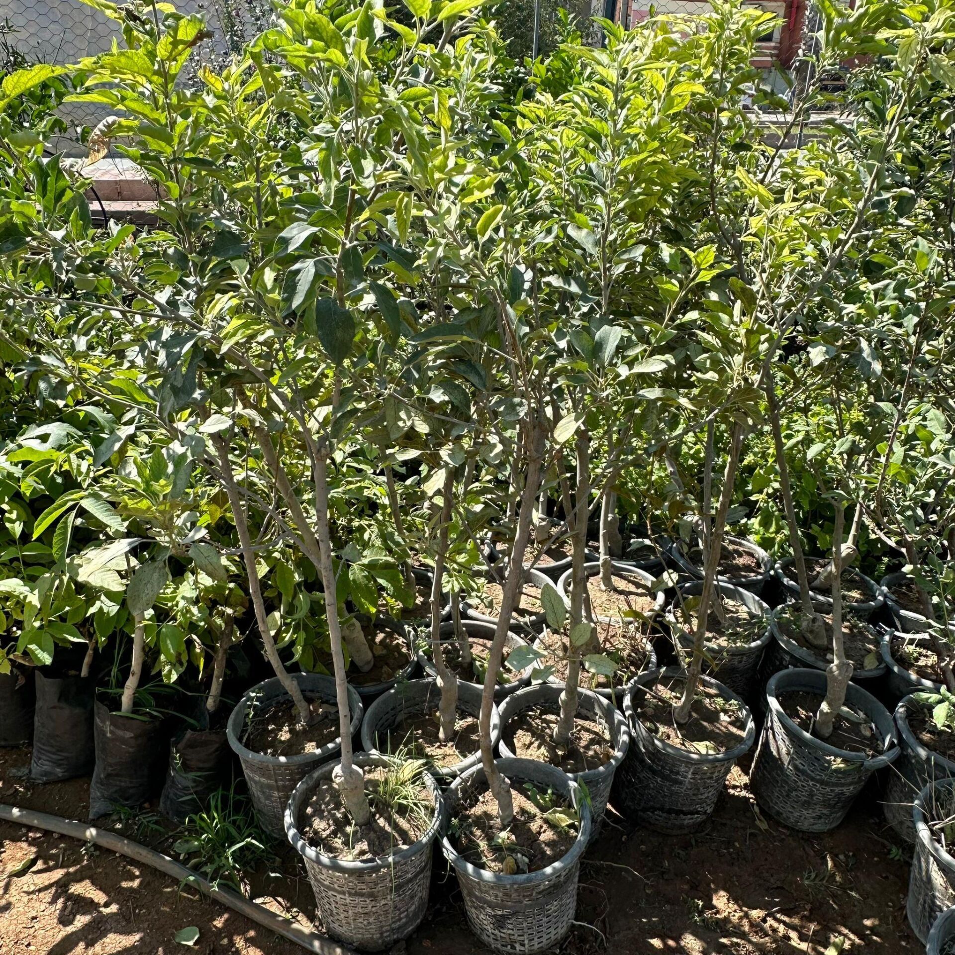 Yeşil Meyve Verir Durumda Yediveren Yeşil Elma Fidanı