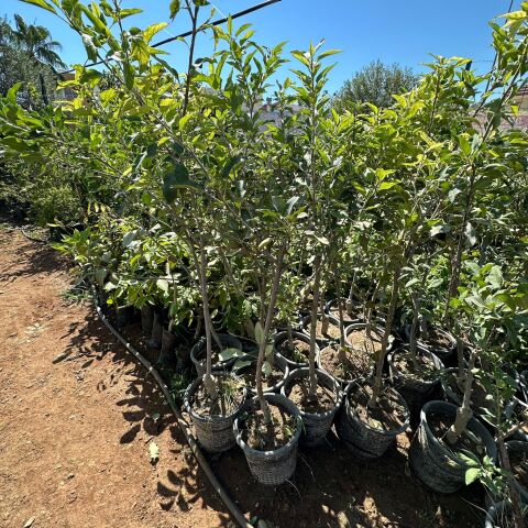 Sarı Yediveren Meyve Verir Durumda Sarı Elma Fidanı