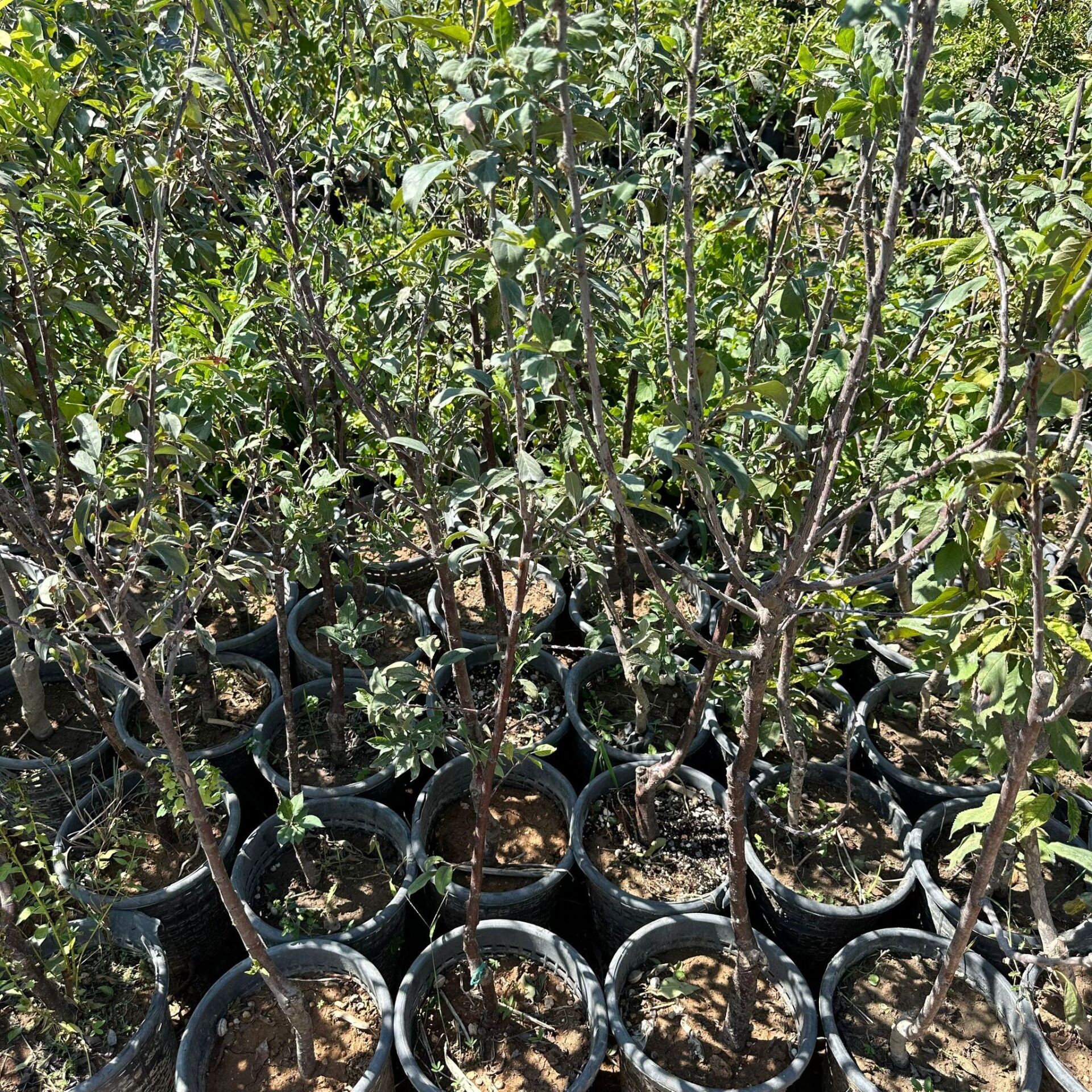 Büyük Boy Meyve Verir Durumda Papaz Erik Fidanı