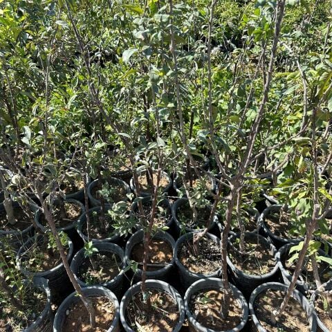 Büyük Boy Meyve Verir Durumda Papaz Erik Fidanı