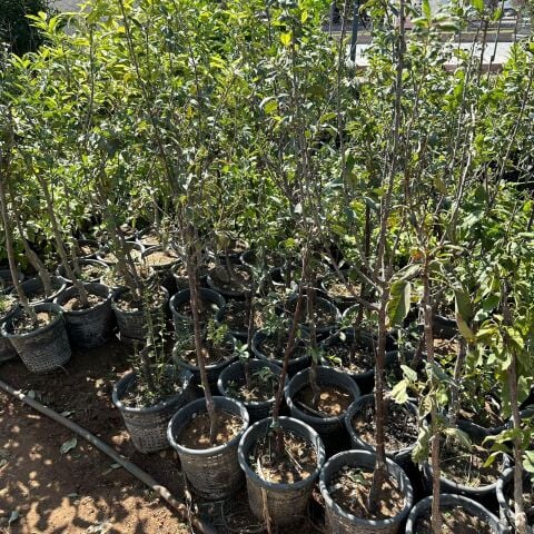 Büyük Boy Meyve Verir Durumda Papaz Erik Fidanı