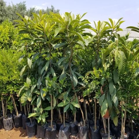 5 Yaş Çukurgöbek Yenidünya Malta Eriği Fidanı, Torbada +150cm