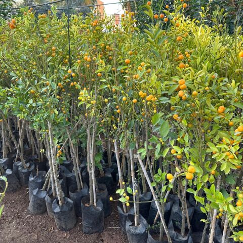 Yenilebilir Bol Meyveli Mini Süs Mandalina Fidanı, 130 Cm Üzeri Tüplü ve Aşılı
