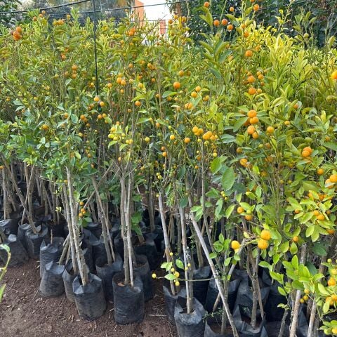 Yenilebilir Bol Meyveli Mini Süs Mandalina Fidanı, 130 Cm Üzeri Tüplü ve Aşılı