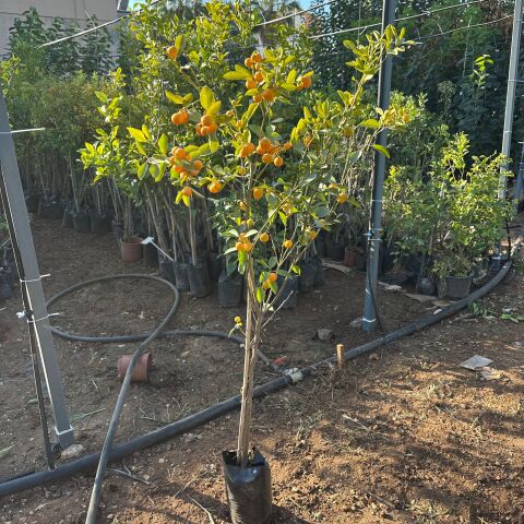 Yenilebilir Bol Meyveli Mini Süs Mandalina Fidanı, 130 Cm Üzeri Tüplü ve Aşılı