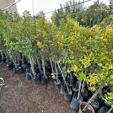 Yenilebilir Bol Meyveli Mini Süs Mandalina Fidanı, 130 Cm Üzeri Tüplü ve Aşılı
