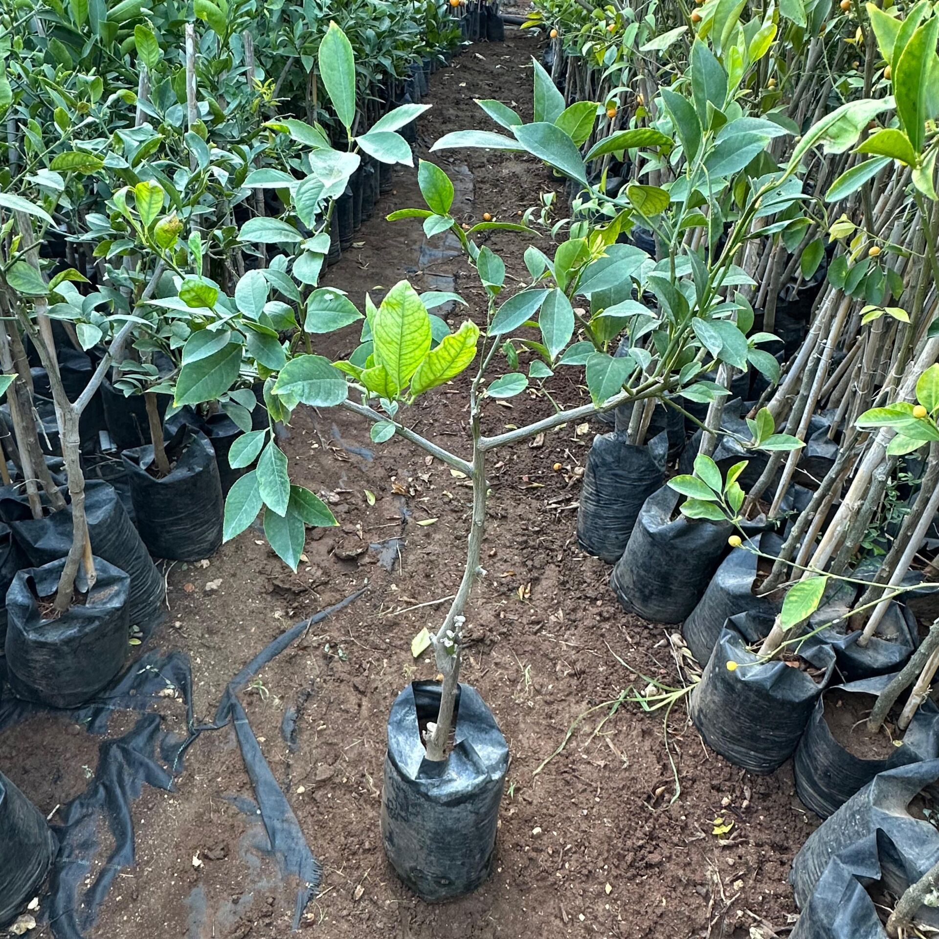 2-3 Yaşlarında Aşılı ve Tüplü Bodur Yediveren Mayer Limon Fidanı