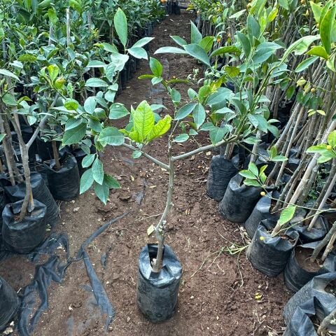 2-3 Yaşlarında Aşılı ve Tüplü Bodur Yediveren Mayer Limon Fidanı