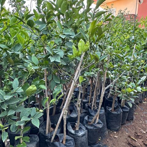 2-3 Yaşlarında Aşılı ve Tüplü Bodur Yediveren Mayer Limon Fidanı