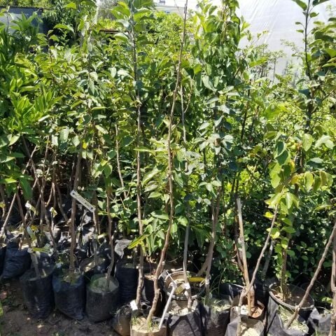 3 Yaş, Aşılı ROJO BRİLLANTE  Hurma Fidanı, Torbada, (Meyve Verir Yaşta)