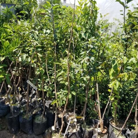 3 Yaş, Aşılı ROJO BRİLLANTE  Hurma Fidanı, Torbada, (Meyve Verir Yaşta)