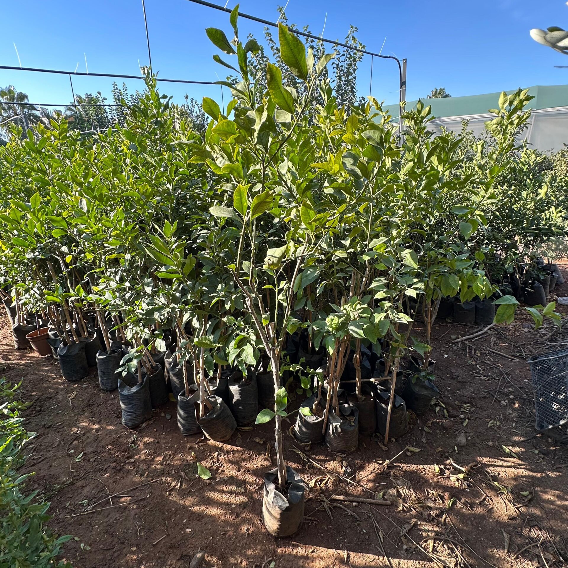 Aşılı Tüplü Yediveren Limon Fidanı (4 Yaş 140 Cm Üzeri)