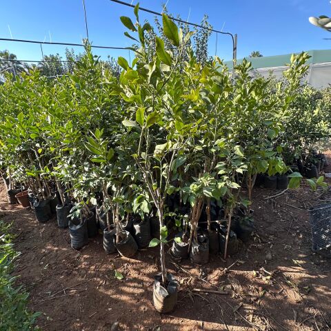 Aşılı Tüplü Yediveren Limon Fidanı (4 Yaş 140 Cm Üzeri)