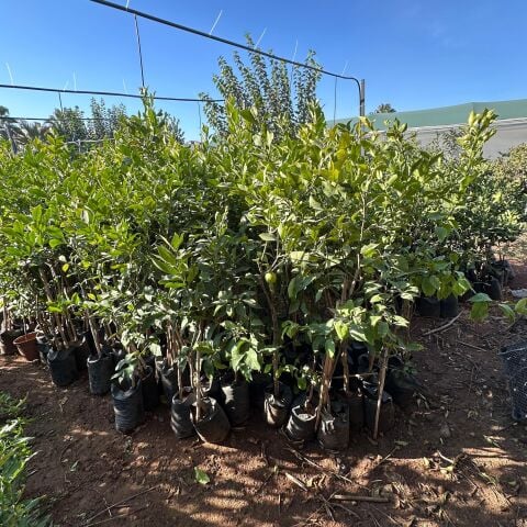 Aşılı Tüplü Yediveren Limon Fidanı (4 Yaş 140 Cm Üzeri)