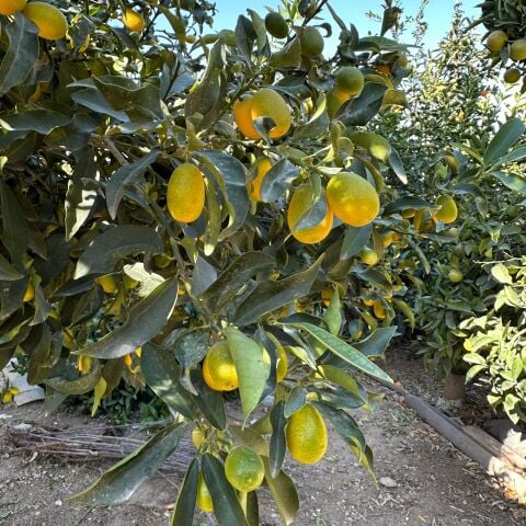 Büyük Boy Bol Meyveli Kamkat (Kumkuat) Fidanı (Aşılı 3-4 Yaşlarında Ağaç)