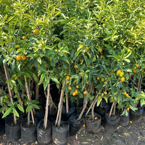Büyük Boy Bol Meyveli Kamkat (Kumkuat) Fidanı (Aşılı 3-4 Yaşlarında Ağaç)