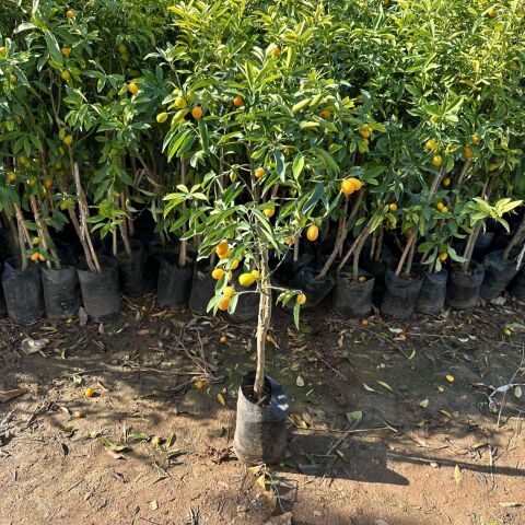 Büyük Boy Bol Meyveli Kamkat (Kumkuat) Fidanı (Aşılı 3-4 Yaşlarında Ağaç)