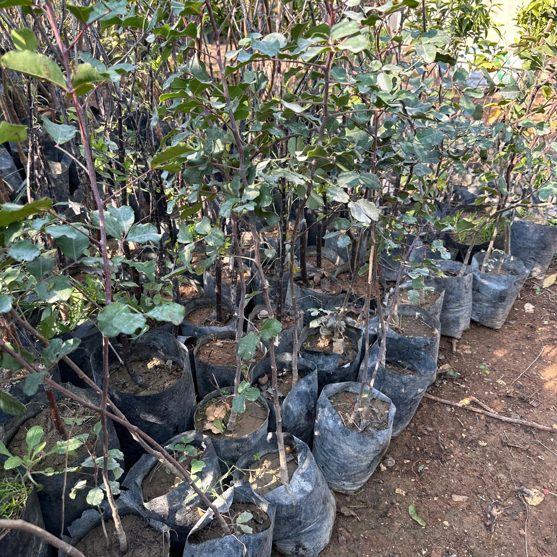 Her Bölgeye Uyumlu Aşısız Keçi Boynuzu (Harnup) Fidanı