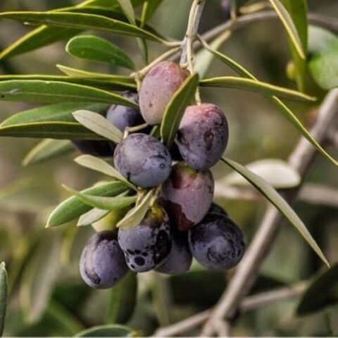 Yağlık ve Sofralık Tüplü Gemlik Zeytini Fidanı