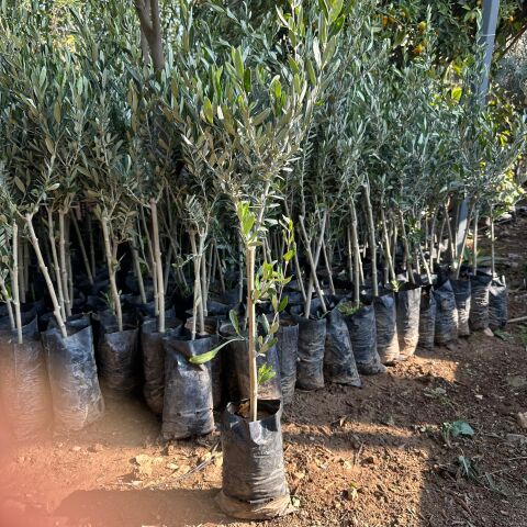 Yağlık ve Sofralık Tüplü Gemlik Zeytini Fidanı