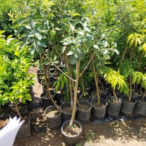 6 Yaş Aşılı Starking Elma Fidanı , Saksıda