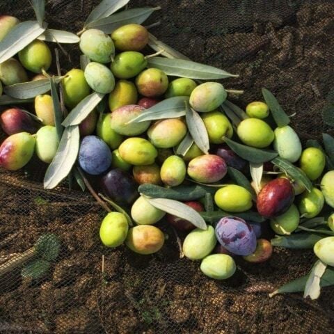 Sıkmalık ve Sofralık Tüplü Ayvalık Zeytini Fidanı