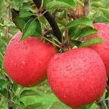6 Yaş Aşılı Mondial Gala Elma Fidanı , Saksıda
