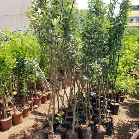 6 Yaş Aşılı Granyy Smith Elma Fidanı , Saksıda