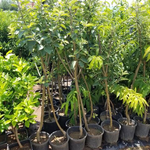 6 Yaş Aşılı Arap Kızı Elma Fidanı , Saksıda