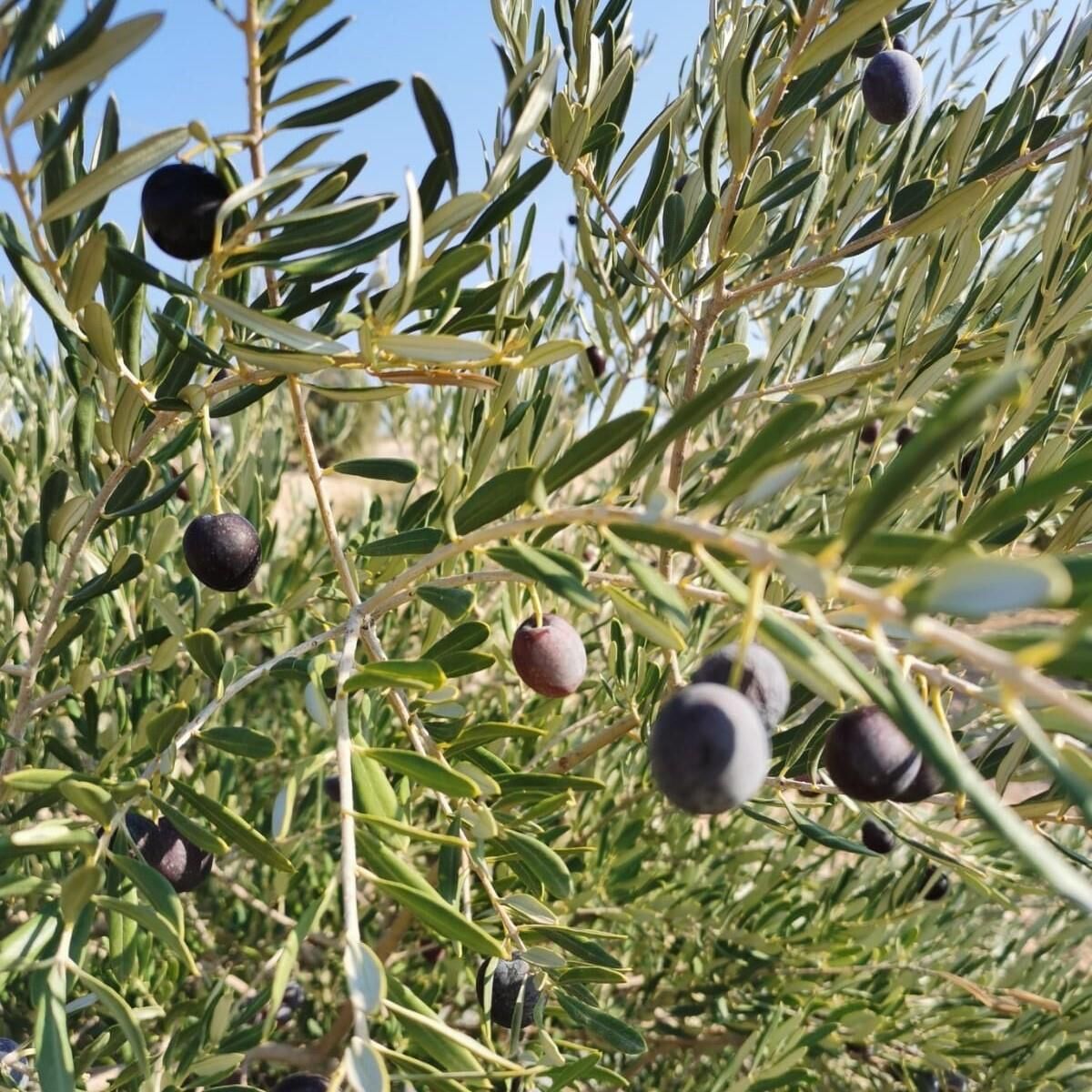Her Bölgeye Uygun Sıkımlık ve Sofralık Tüplü Nizip Zeytini Fidanı