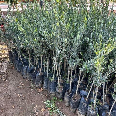 Her Bölgeye Uygun Sıkımlık ve Sofralık Tüplü Nizip Zeytini Fidanı