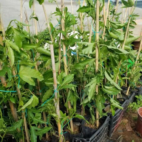 Sarı Pasiflora Edulis PANAMA GOLD (Meyve Verir Yaşta), +70cm