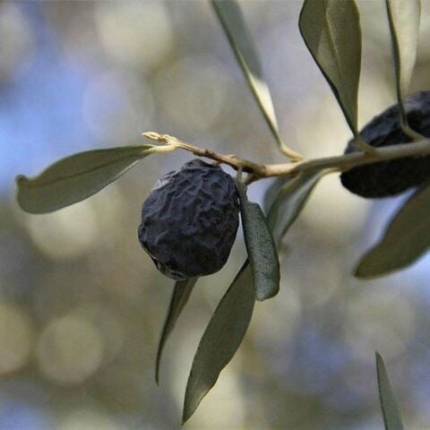 Tüplü Kırmalık ve Yağlık Karaburun (Hurma) Zeytini Fidanı