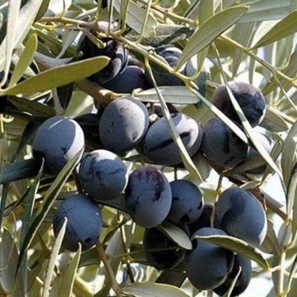 Tüplü Yağlık ve Yemelik Tüm Bölgelere Uygun Trilye Zeytini Fidanı