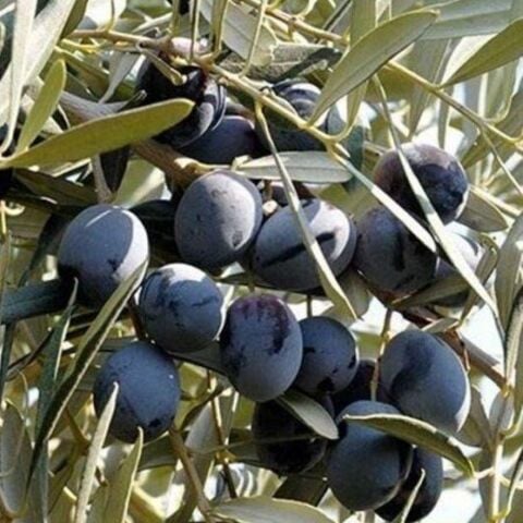 Tüplü Yağlık ve Yemelik Tüm Bölgelere Uygun Trilye Zeytini Fidanı