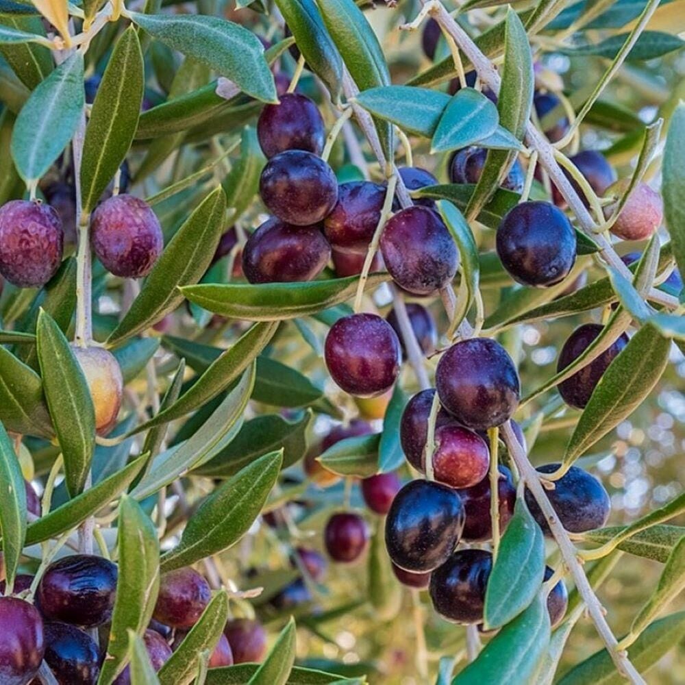 Sıkımlık ve Sofralık Özel Ürün Tüplü Gemlik Sele Zeytini Fidanı