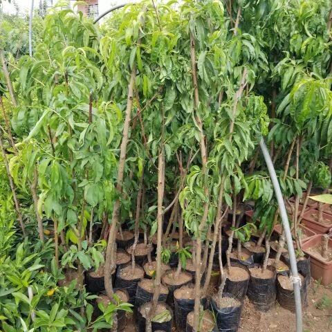 3 Yaş Aşılı Şeftali Fidanı ROYAL GLORY, Torbada