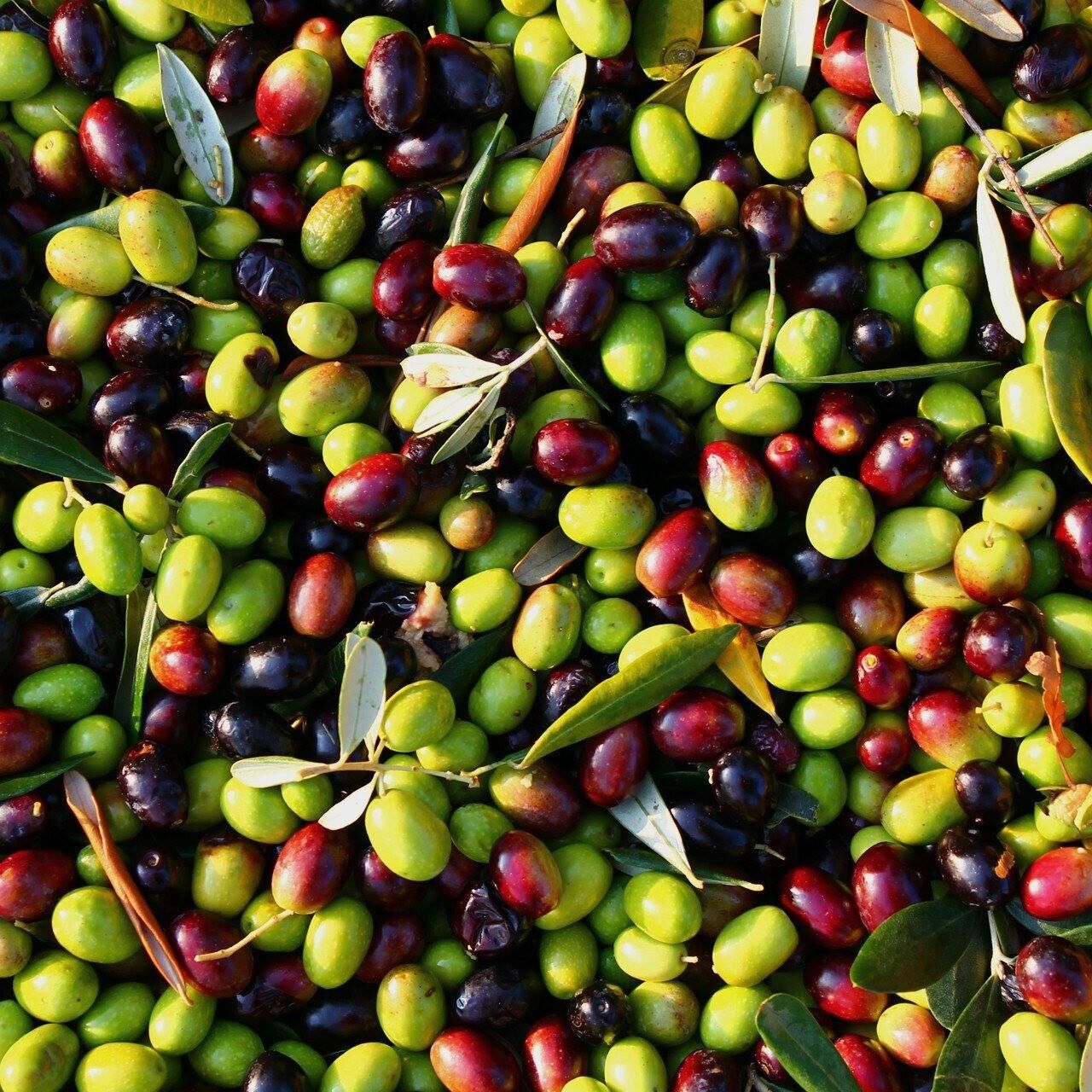 Sofralık ve Sıkımlık Tüplü Edremit Çelebi Zeytini Fidanı