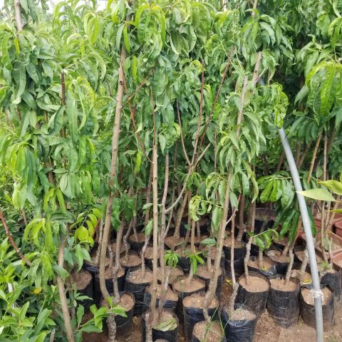 3 Yaş Aşılı Şeftali Fidanı R1 RED HAVEN, Torbalı