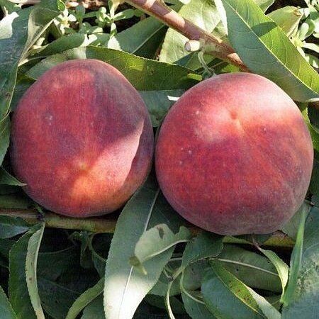 3 Yaş Aşılı Şeftali Fidanı MONROE, Torbalı