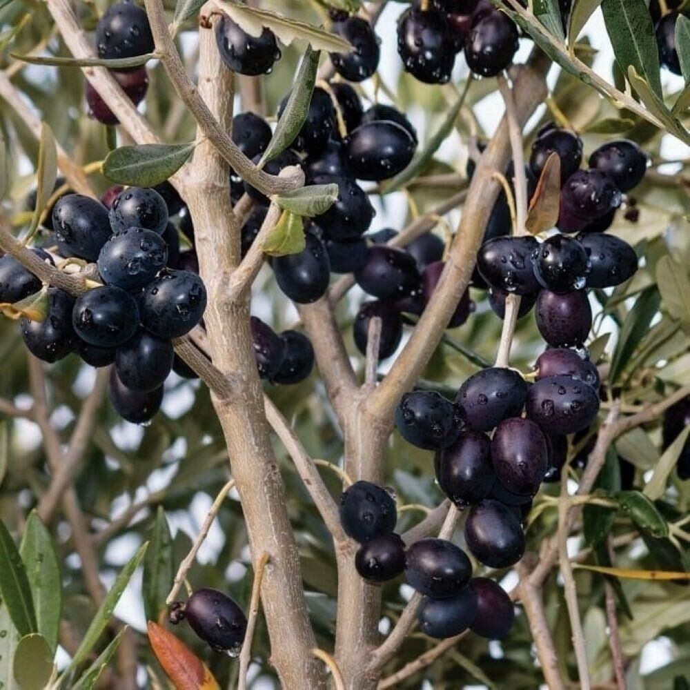 Tüplü Tüm İklimlere Uygun Sofralık ve Sıkımlık Tüplü Sürmene Zeytini Fidanı