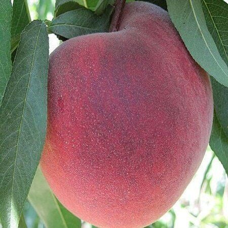 3 Yaş Aşılı Şeftali Fidanı O HENRY, Torbada