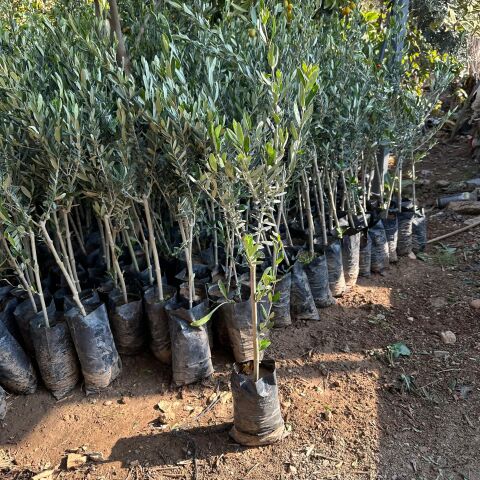 Yağlık ve Sofralık Her Bölgeye Uygun Tüplü İzmir Sofralık Zeytin Fidanı