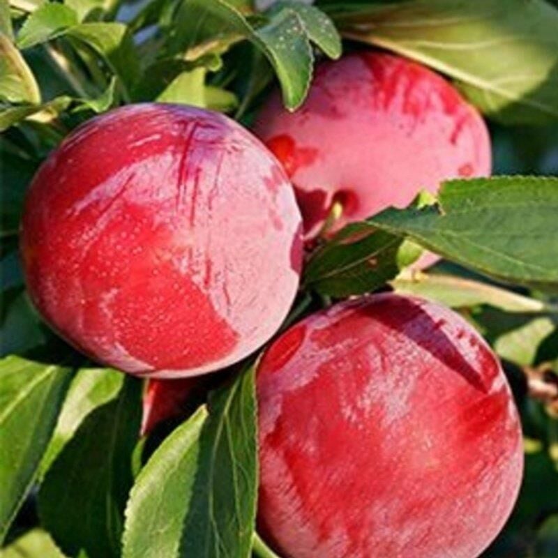 4 Yaş Aşılı Erik Fidanı FORMOSA, Torbada