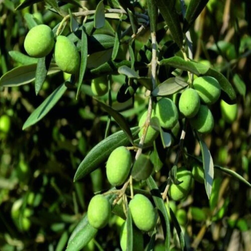 İri Meyveli Tüplü Yağlık ve Sofralık Edremit Sarıulak Zeytini Fidanı