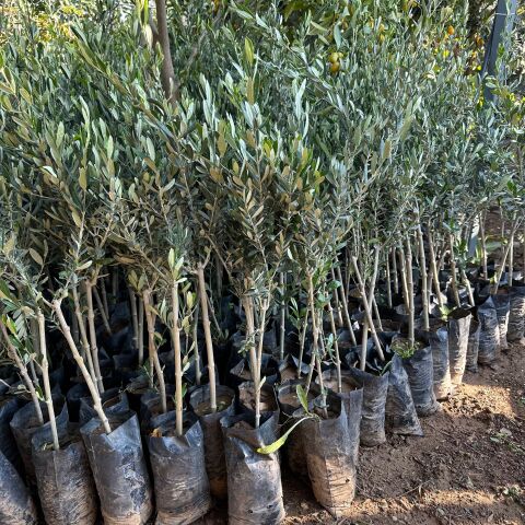 İri Meyveli Tüplü Yağlık ve Sofralık Edremit Sarıulak Zeytini Fidanı