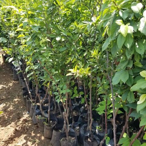 4 Yaş Aşılı SANTA ROSA Erik Fidanı, Torbada