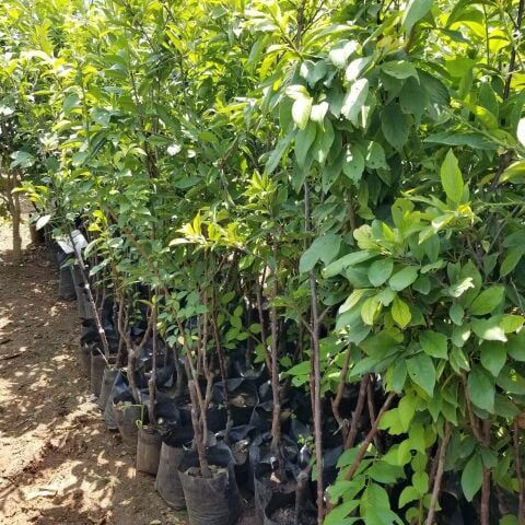 4 Yaş Aşılı SANTA ROSA Erik Fidanı, Torbada