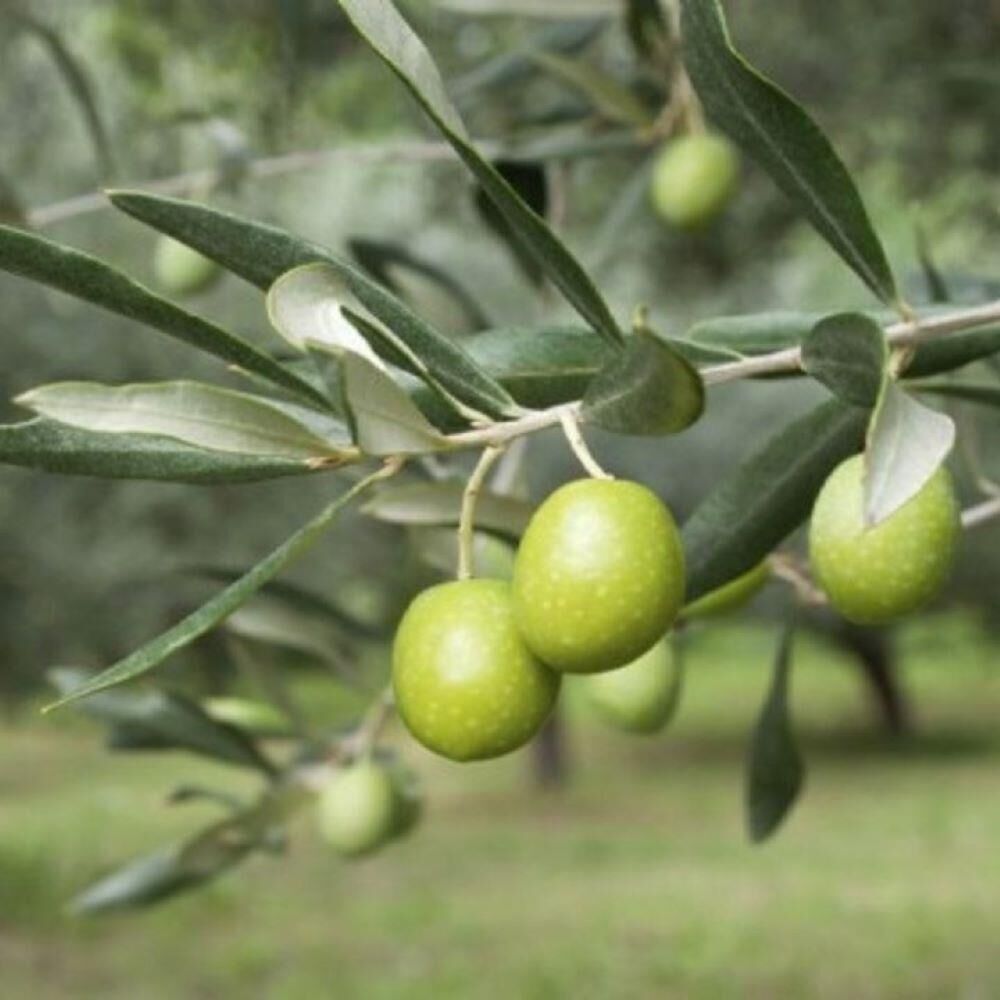 Her İklime Uygun Tüplü Manisa Saurani Zeytini Fidanı